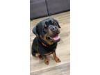 Adopt Bronx a Black Rottweiler / Mixed dog in Baton Rouge, LA (40827570)