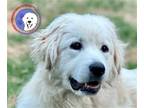 Adopt Winnie a Great Pyrenees / Mixed dog in Portland, OR (39669829)
