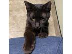 Adopt Maximus a All Black Domestic Shorthair / Mixed Breed (Medium) / Mixed