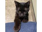 Adopt Maximus a All Black Domestic Shorthair / Domestic Shorthair / Mixed cat in
