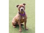 Adopt Darla a Brindle American Pit Bull Terrier / Mixed dog in Cleveland