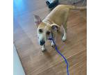 Adopt Remy* a Tan/Yellow/Fawn Australian Cattle Dog / Mixed Breed (Medium) /