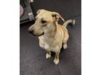 Adopt Rocco 41243 a Labrador Retriever / Mixed dog in Pocatello, ID (41354464)