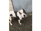 Adopt Spencer a White American Pit Bull Terrier / Mixed Breed (Medium) / Mixed