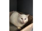 Adopt Seth a White Domestic Shorthair / Domestic Shorthair / Mixed cat in