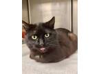Adopt Saul a All Black Domestic Shorthair / Domestic Shorthair / Mixed cat in