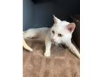 Adopt Sergio a White Domestic Shorthair / Domestic Shorthair / Mixed cat in