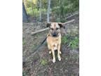 Adopt Little a Tan/Yellow/Fawn Shepherd (Unknown Type) / Mixed dog in Pelzer