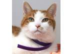 Adopt Dr. Waffles (in foster) a Orange or Red Domestic Shorthair / Domestic