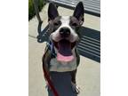 Adopt Cricket a Gray/Blue/Silver/Salt & Pepper Mixed Breed (Large) / Mixed dog