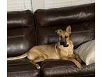 Adopt Zeus a Tan/Yellow/Fawn German Shepherd Dog / Boxer / Mixed dog in Willis