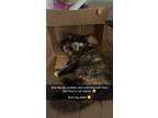 Adopt Patches a Calico or Dilute Calico American Shorthair / Mixed (long coat)