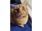 Adopt Butterscotch a Orange or Red Domestic Shorthair / Mixed (short coat) cat