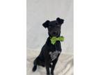 Adopt Loki a Black Labrador Retriever / Rat Terrier / Mixed (short coat) dog in