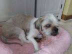 Adopt Joey - IN FOSTER a Tan/Yellow/Fawn Mixed Breed (Small) / Mixed dog in