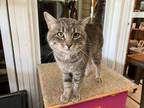 Adopt Banter a Domestic Shorthair / Mixed (short coat) cat in Lansing