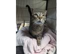 Adopt Kat a Brown Tabby Domestic Shorthair (short coat) cat in Barrie