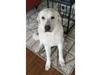Adopt Bobby (in foster) a White Labrador Retriever / Mixed Breed (Medium) /