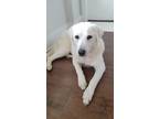 Adopt Ladybird (in foster) a White Labrador Retriever / Mixed Breed (Medium) /