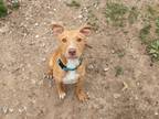 Adopt Willie a Terrier (Unknown Type, Small) / Mixed dog in Lansing