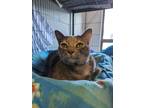 Adopt Eggnog a Tortoiseshell Domestic Shorthair (short coat) cat in Barrie