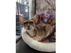 Adopt Margarita a Tan or Fawn Tabby Domestic Shorthair (short coat) cat in