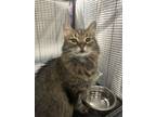 Adopt Gerri a Brown Tabby Domestic Longhair (long coat) cat in Barrie