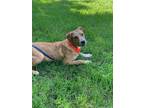 Adopt Knox a Labrador Retriever / Mixed dog in Darlington, SC (41354369)