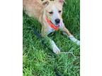 Adopt Kaley a Labrador Retriever / Mixed dog in Darlington, SC (41354368)