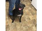 Adopt Kardi a Labrador Retriever / Mixed dog in Darlington, SC (41354367)