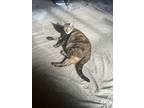 Adopt Nimea a Brown Tabby American Shorthair / Mixed (medium coat) cat in