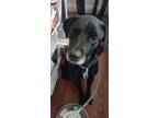 Adopt Smokey a Black - with White Catahoula Leopard Dog / Labrador Retriever /