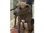 Adopt Bachi a Brindle Pit Bull Terrier / Mixed dog in Silver City, NM (41357168)