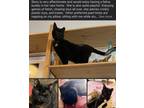 Adopt Story a All Black American Shorthair / Mixed (short coat) cat in Forney