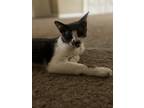 Adopt Paisley a Gray or Blue Domestic Mediumhair / Mixed (medium coat) cat in