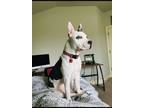 Adopt Blanca a White - with Gray or Silver American Pit Bull Terrier / Mixed dog