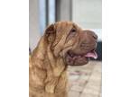 Adopt Juno a Tan/Yellow/Fawn Shar Pei / Mixed dog in Wimauma, FL (40823263)