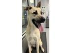 Adopt Mia a Labrador Retriever / Mixed dog in Topeka, KS (41357001)
