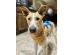 Adopt Jeffery a Tan/Yellow/Fawn - with White Collie / Mixed dog in PHOENIX