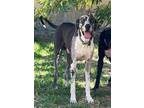 Adopt zion a Gray/Blue/Silver/Salt & Pepper Great Dane / Mixed dog in Laredo