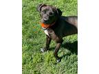 Adopt Ocean a Black Labrador Retriever / Mixed dog in Springfield, MO (40534586)