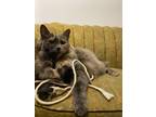 Adopt Momo a Gray or Blue (Mostly) Maine Coon / Mixed (long coat) cat in Fernie