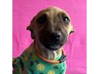 Adopt Captain Marvel a Tan/Yellow/Fawn - with Black Whippet / Feist / Mixed dog