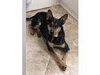 Adopt Tucker a Black - with Tan, Yellow or Fawn Australian Cattle Dog / Mixed