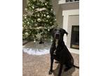 Adopt Lucia a Black - with White Labrador Retriever / American Pit Bull Terrier