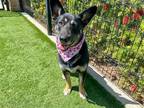 Adopt SALLY a Black German Shepherd Dog / Mixed dog in Tustin, CA (40911945)