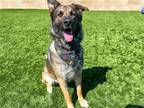 Adopt ANDY a German Shepherd Dog / Mixed dog in Tustin, CA (40781057)