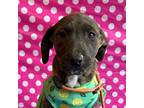Adopt Batgirl a Tan/Yellow/Fawn - with Black Whippet / Feist / Mixed dog in