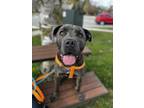 Adopt Larry a Cane Corso / Mixed dog in Barrie, ON (41283779)