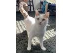 Adopt Bonita Spirit (In Foster) a White Domestic Shorthair / Domestic Shorthair